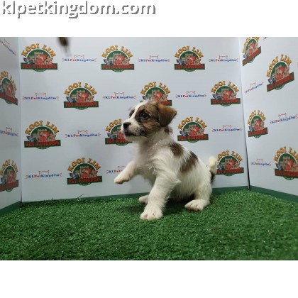 Jack Russell Terrier